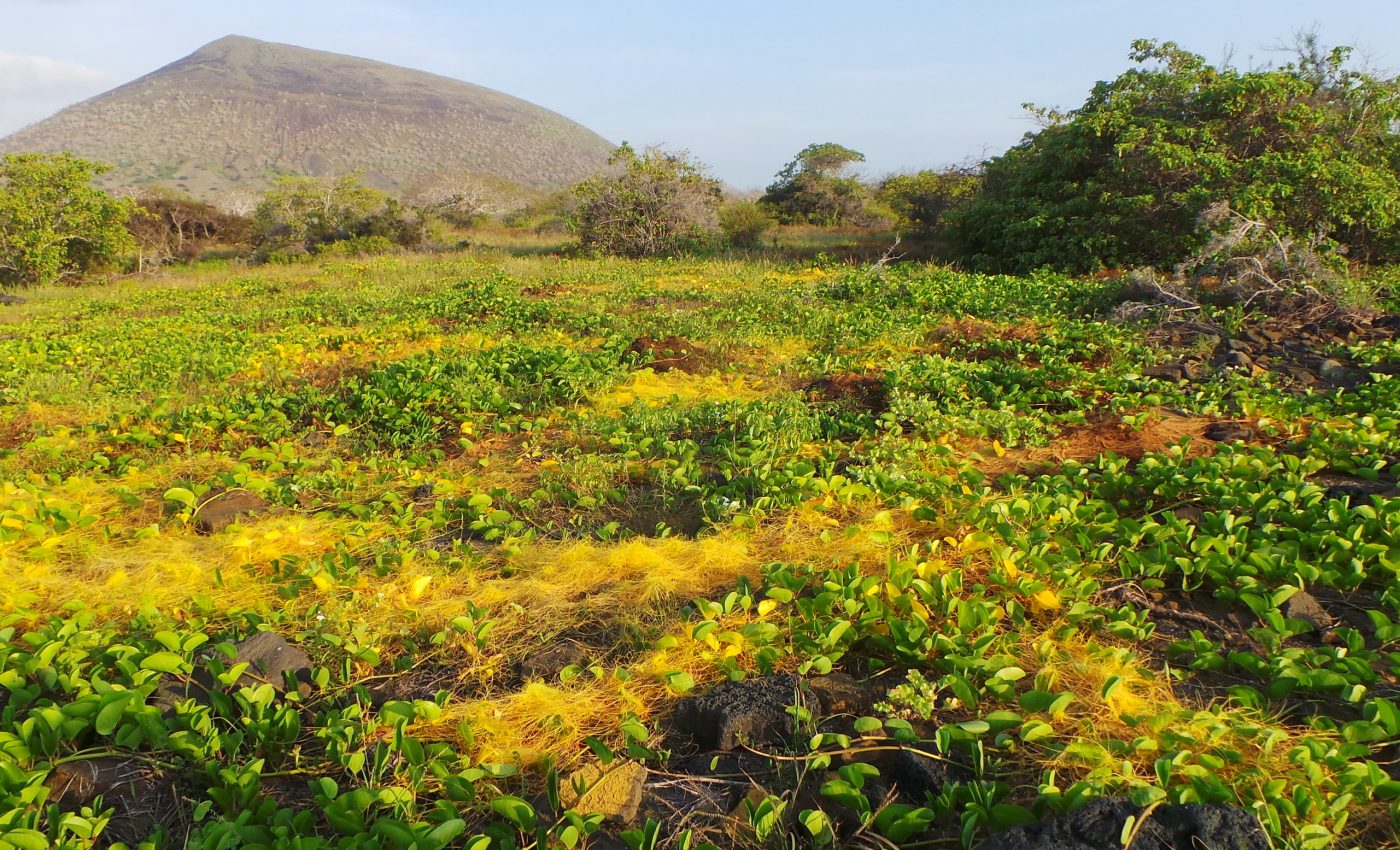 Parasitic plants steal genetic material from their host to use against them