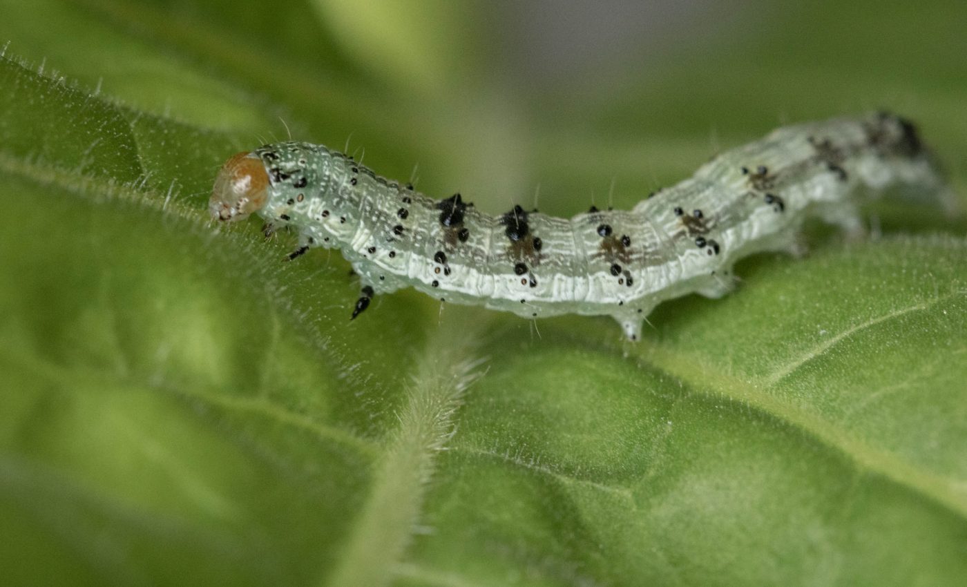 Plants have a defense that weakens the gut of the insects that eat them