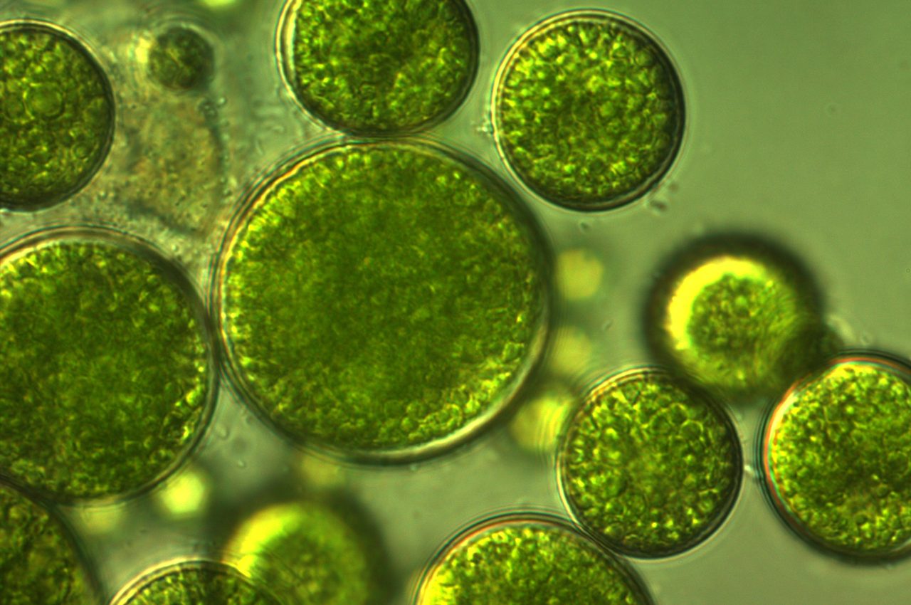 Algae may have teamed up with fungi to give rise to the first terrestrial plants