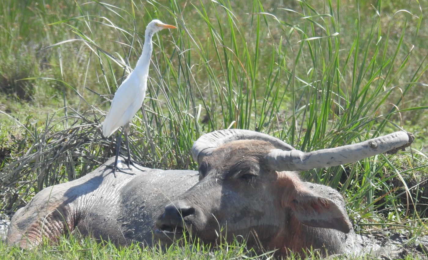 Symbiotic relationships take many forms that can serve the whole ecosystem