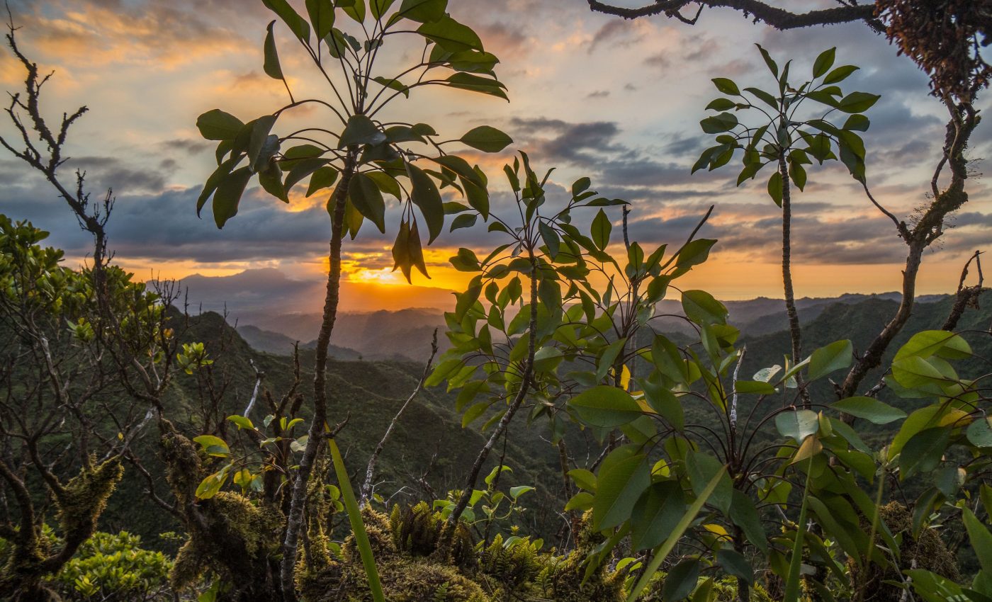 Biodiversity suffers when new species are introduced to island ecosystems