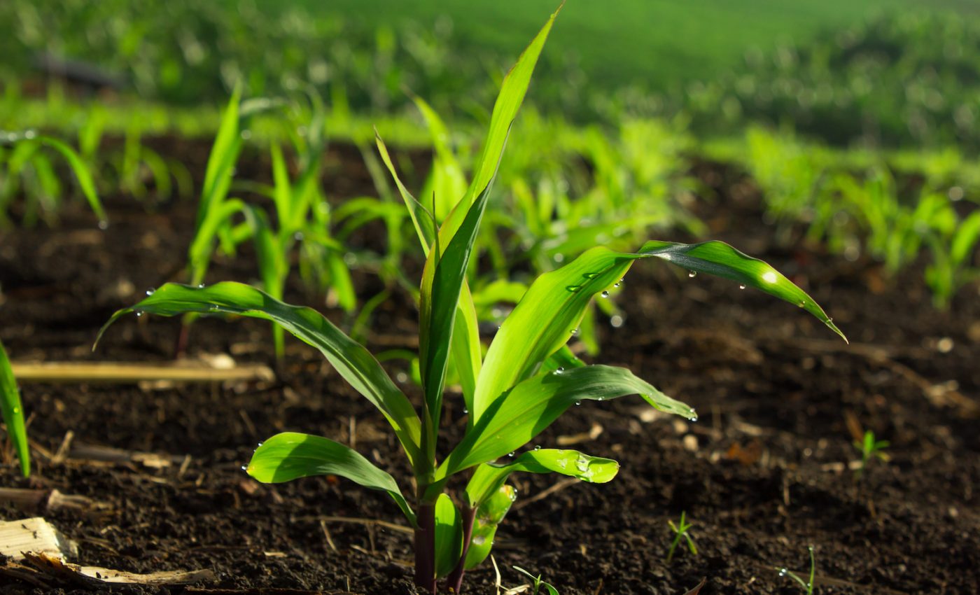 Plants take up more water in soils that have been affected by acid rain