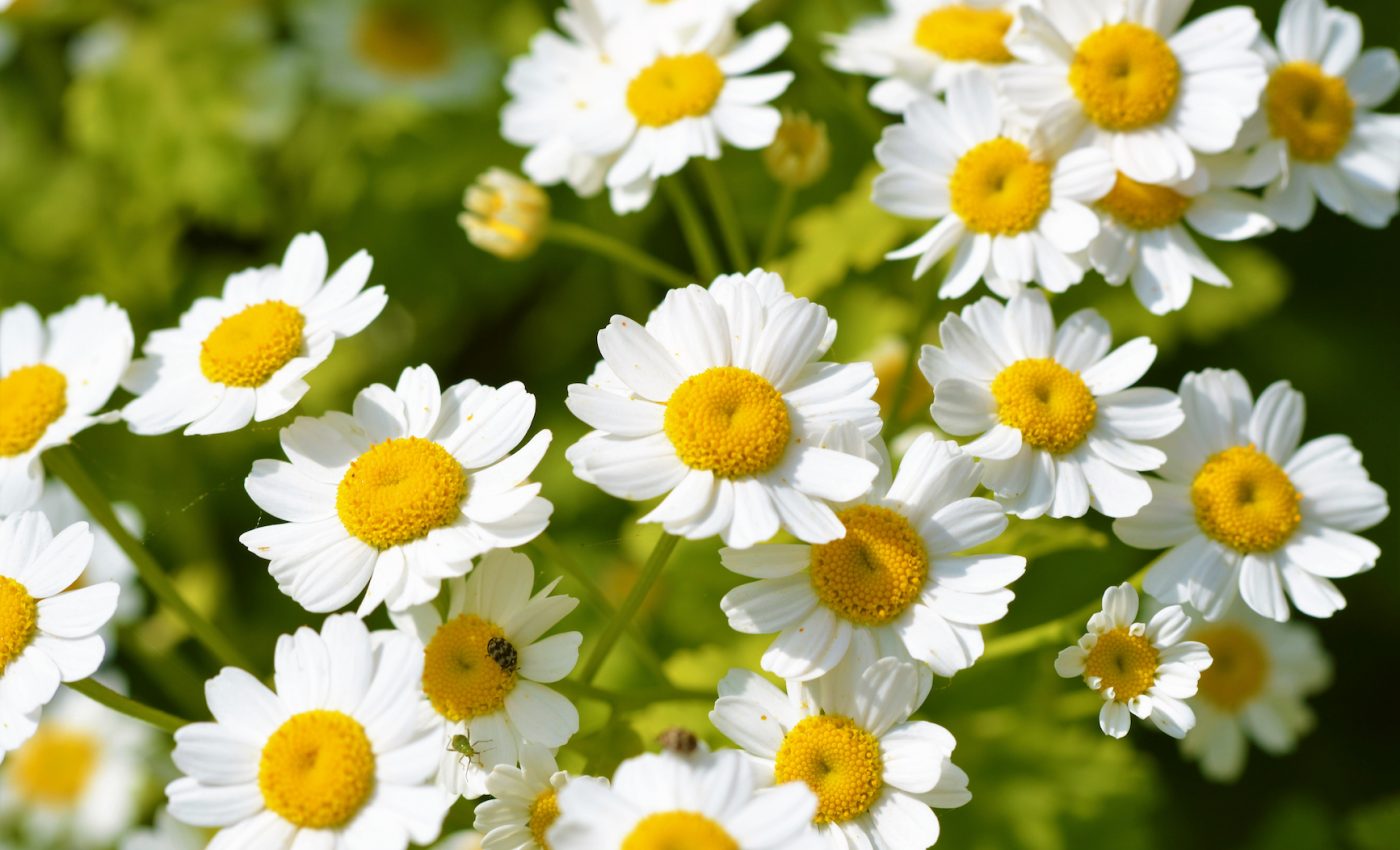 Common flowering plant contains compound with anti-cancer properties