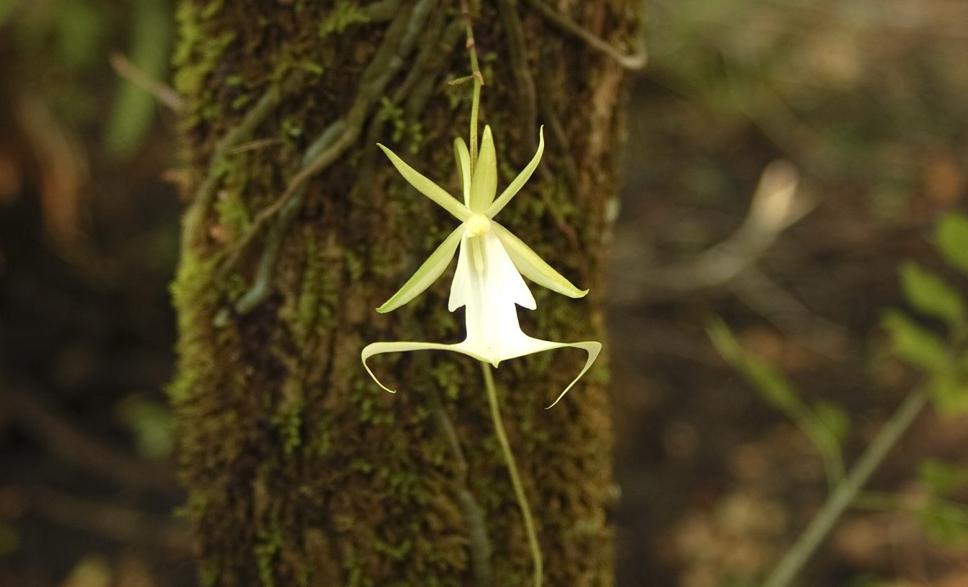 Researchers discover multiple pollinators for the mysterious ghost orchid