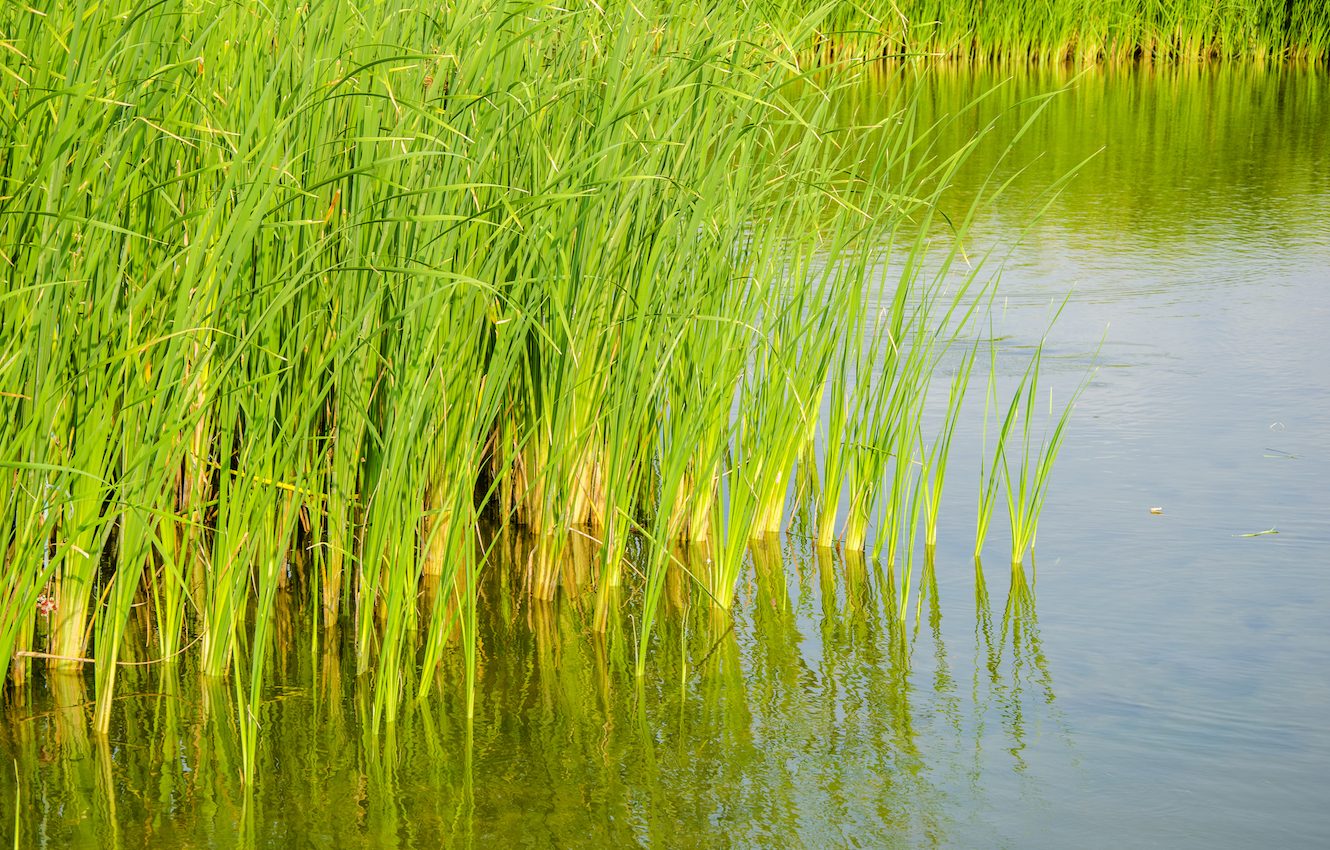 New research sheds light on early plant-fungal relationships