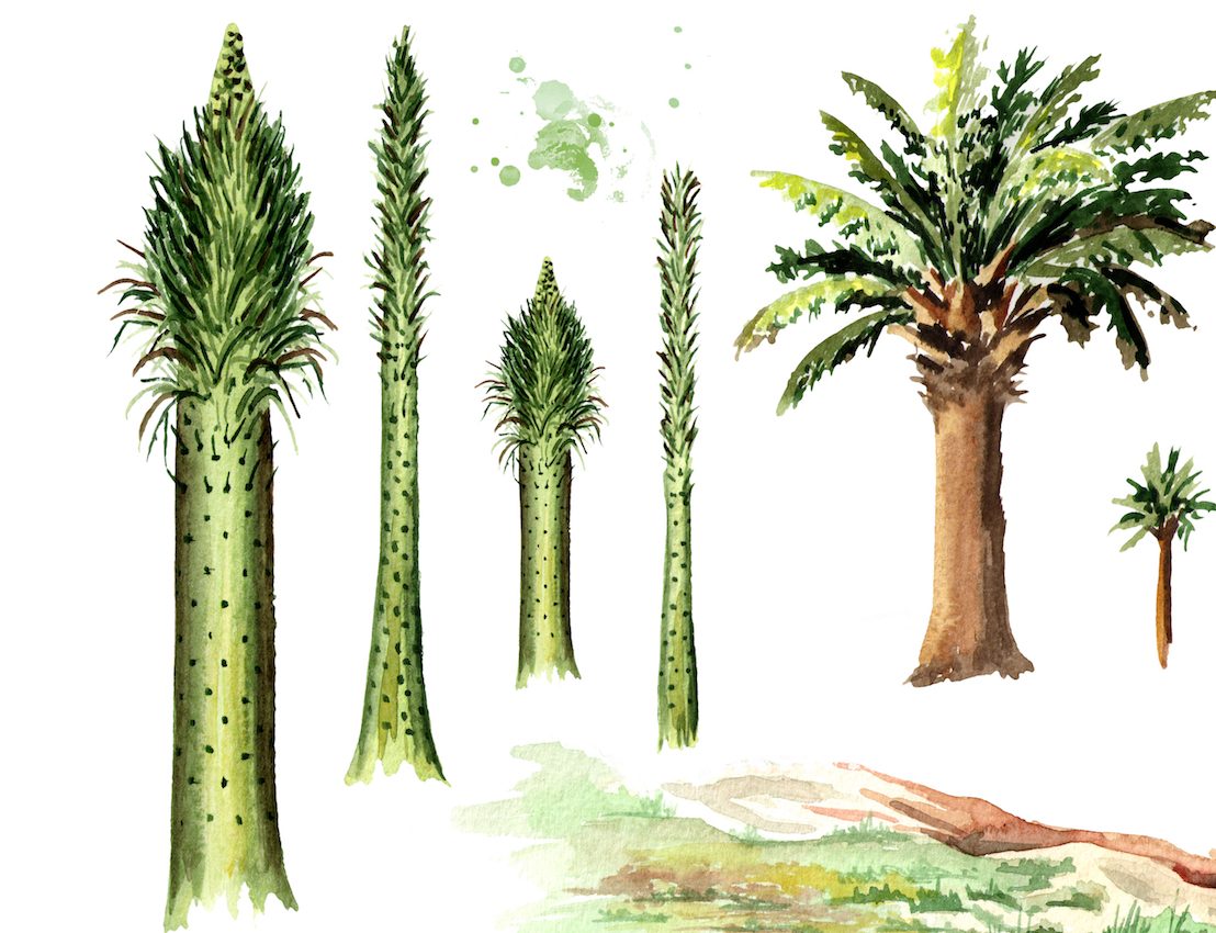 The oldest fossil forest has been discovered in Asia