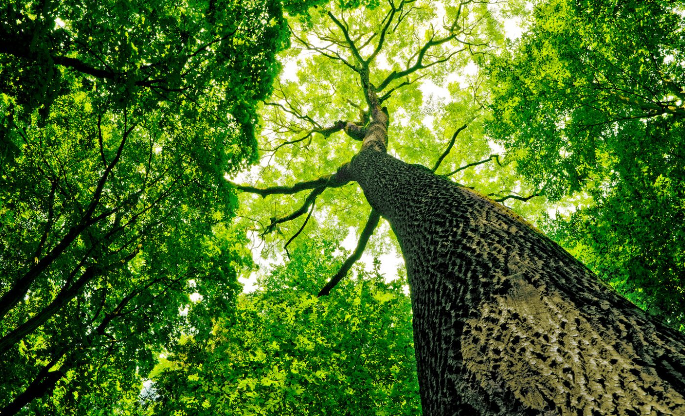 How much longer will trees continue to absorb carbon dioxide?