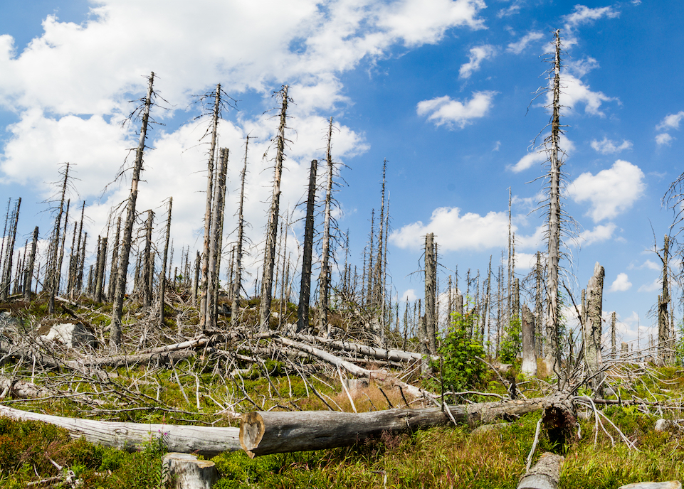 Large-scale tree death has major impact on carbon storage