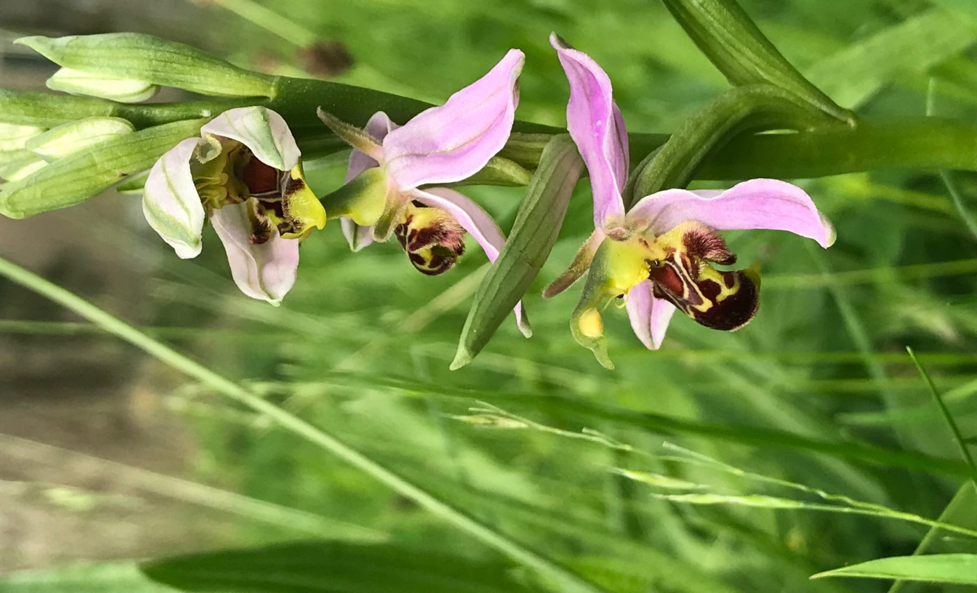 Local plant diversity has been disrupted by climate change, research shows