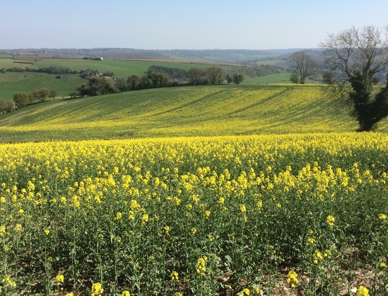 A plant’s biological clock could set the time for crop spraying