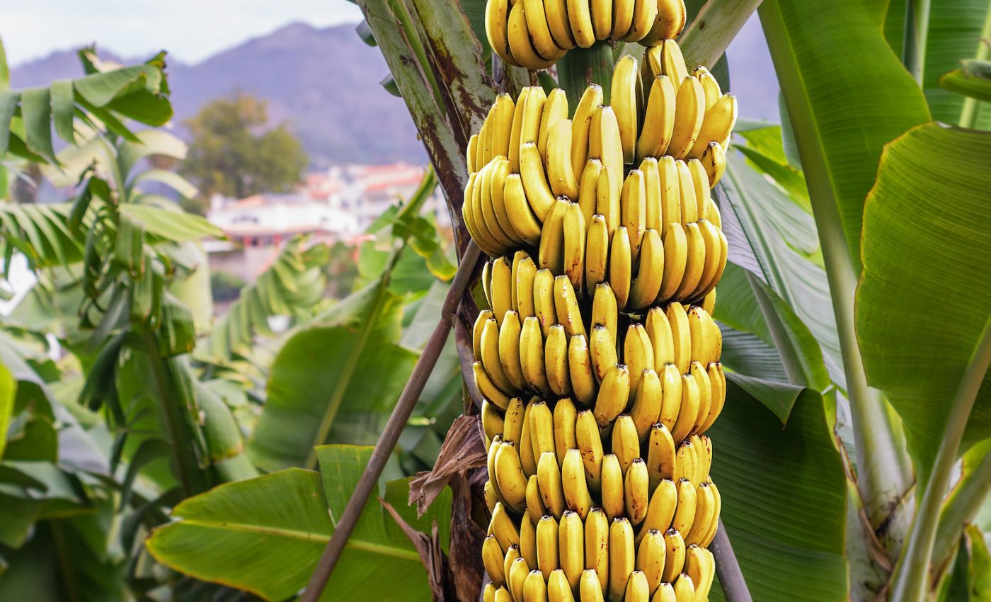 The world’s most popular banana is now at risk of disappearing