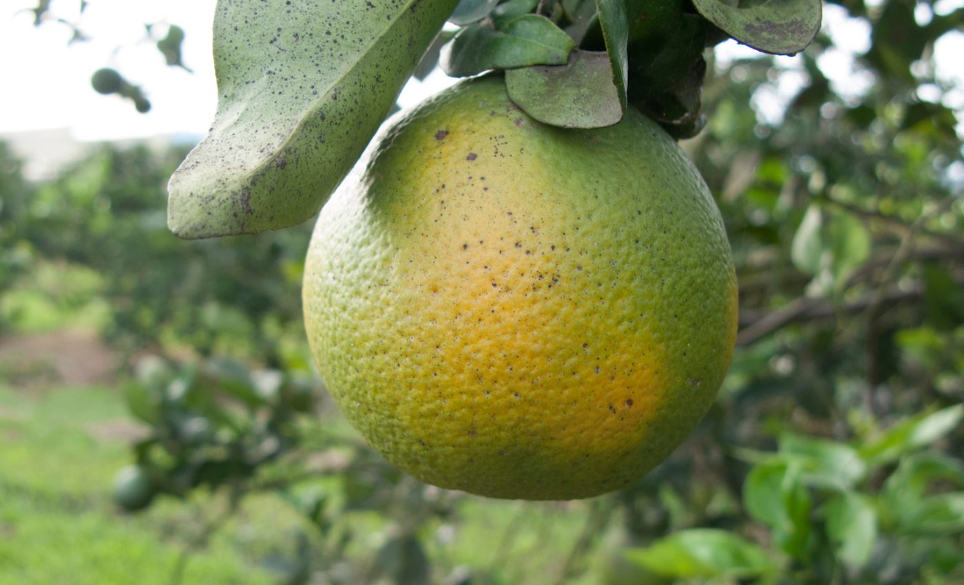 Scientists are one step closer to developing treatments for citrus greening
