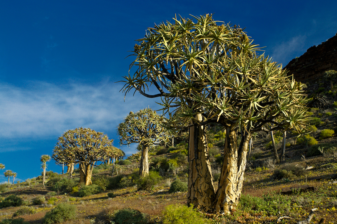 Plants are vanishing from biodiversity hotspots at a shocking rate