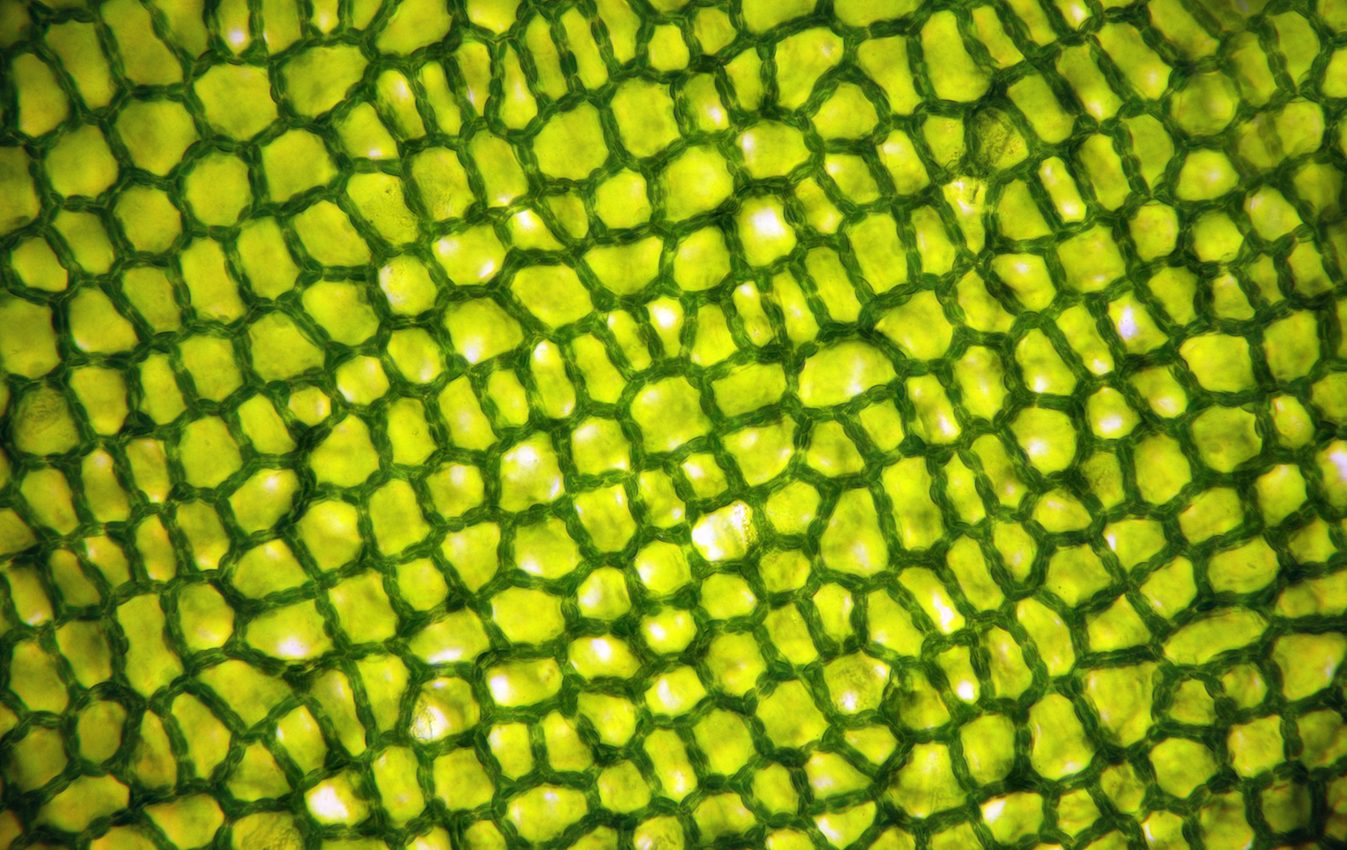 Scientists pinpoint a crucial new aspect of plant immune response