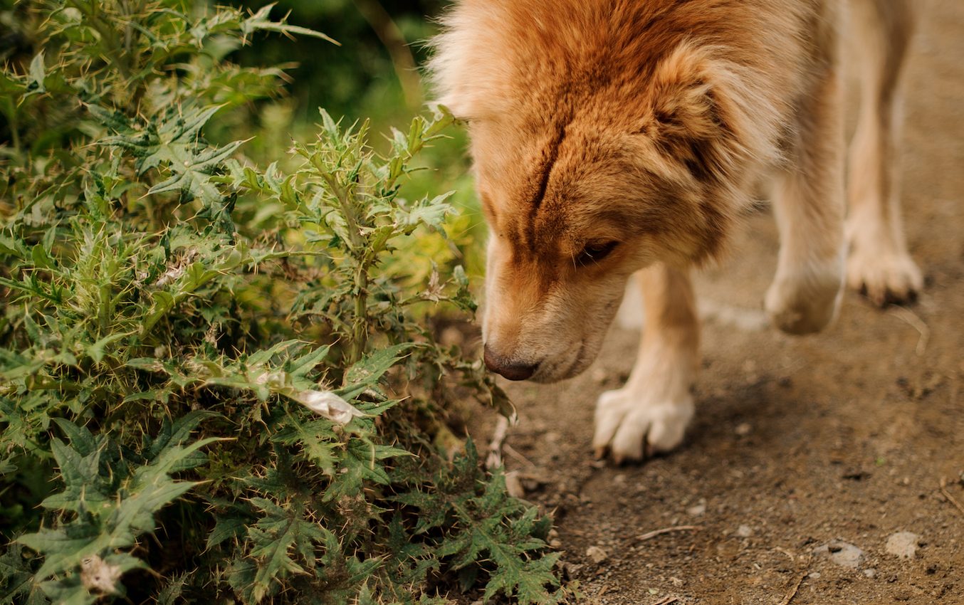 Detection dogs help sniff out and identify invasive plants