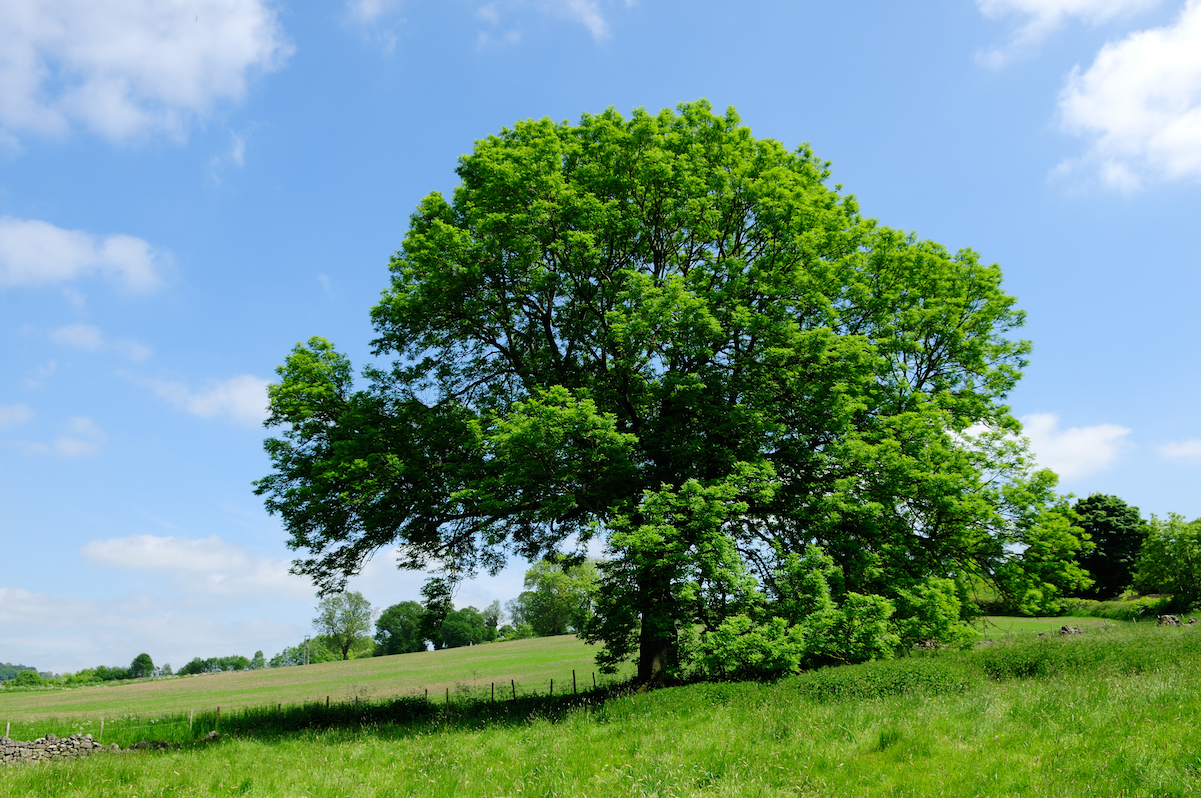 Invasive disease could nearly wipe out the UK’s ash trees this century
