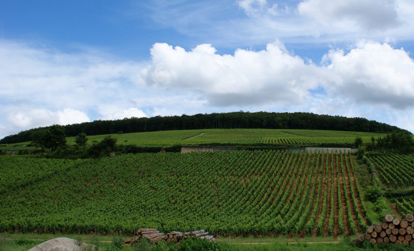 30 years of climate warming is visible in the history of wine grapes