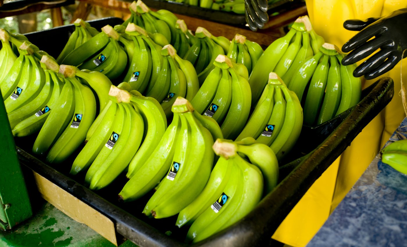 Climate change will negatively impact banana crop yields