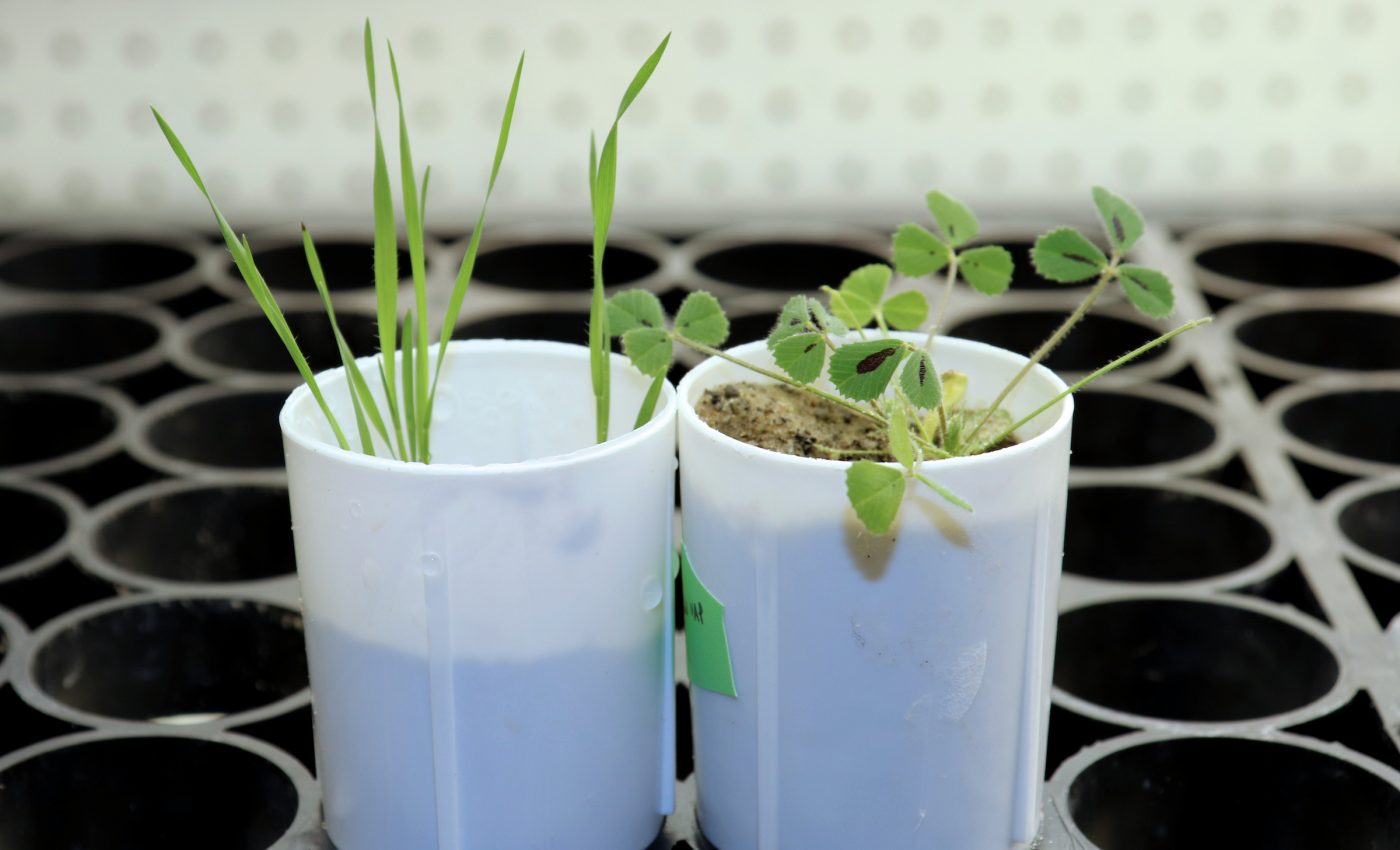 Plant gene breakthrough can help battle fertilizer pollution in waterways