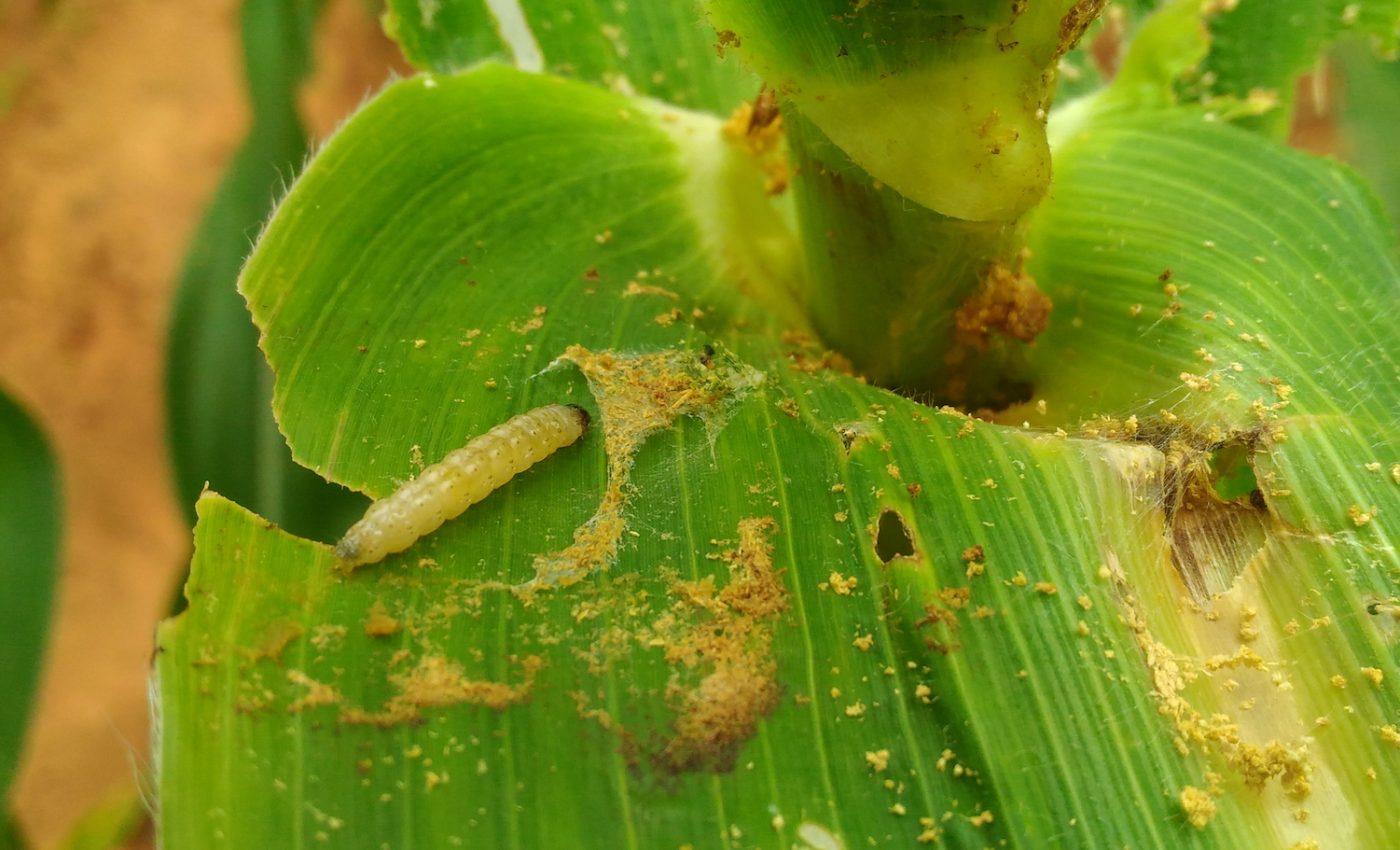 Armyworms continue their relentless attacks on crops worldwide