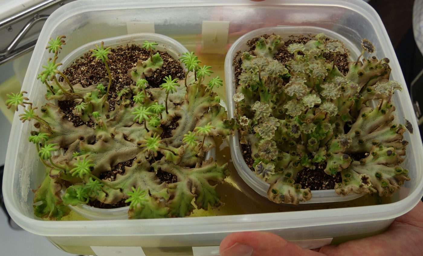 Terrestrial plants may all use the same network to control reproductive timing