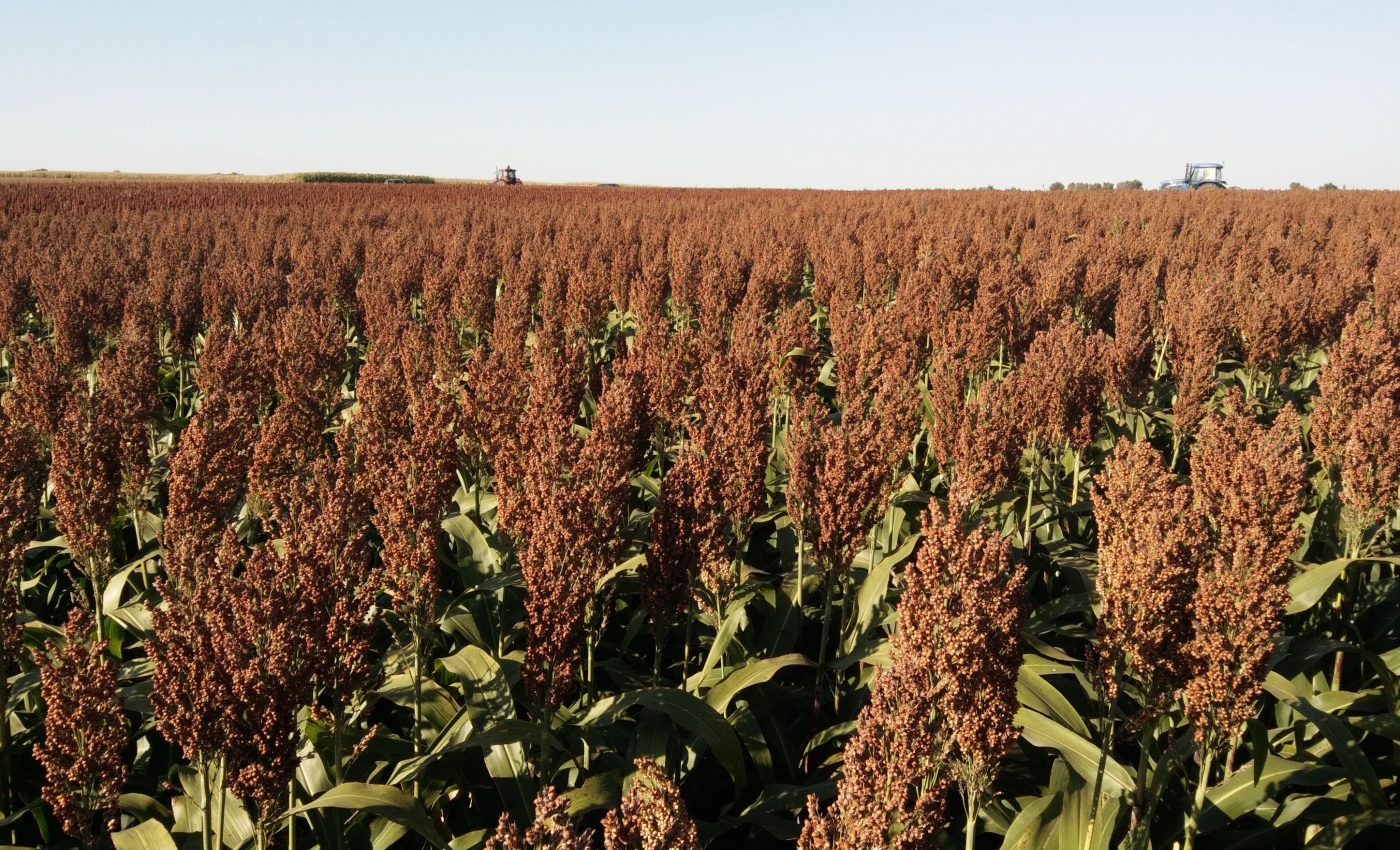 A single gene controls whether sorghum seeds will taste appealing to birds