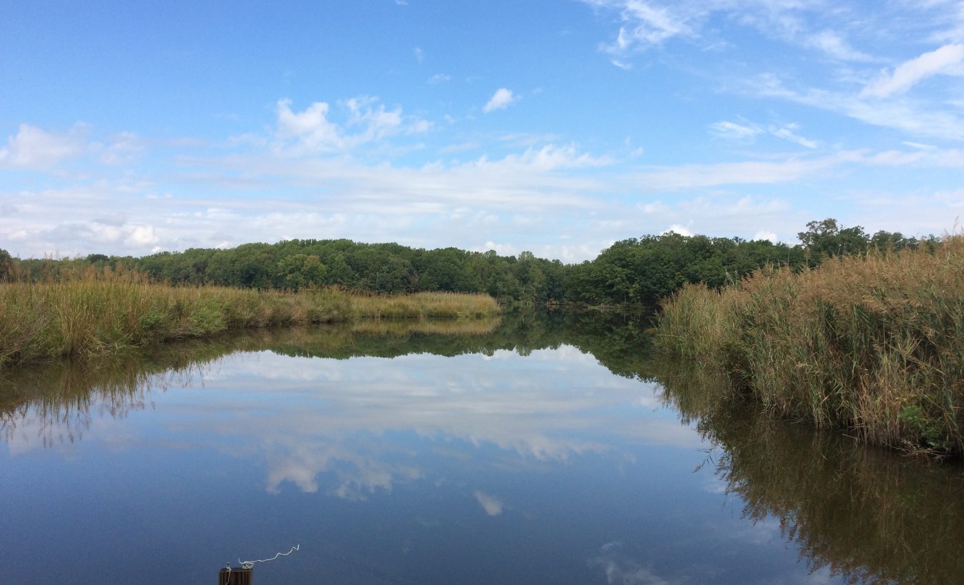 Marsh plant stems shrink when exposed to high levels of CO2