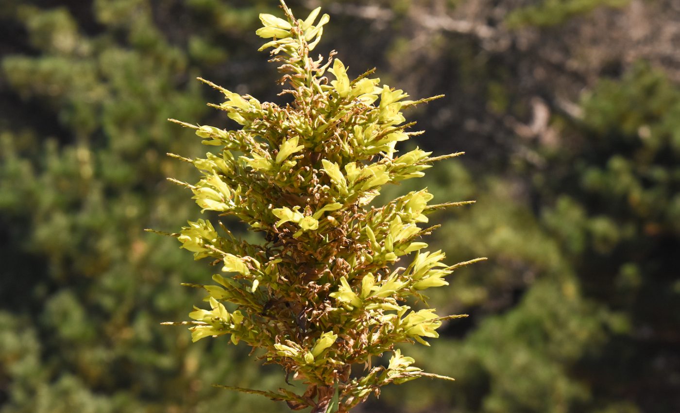 ‘Sheep-eating plant’ appears in a flowerbed in the UK