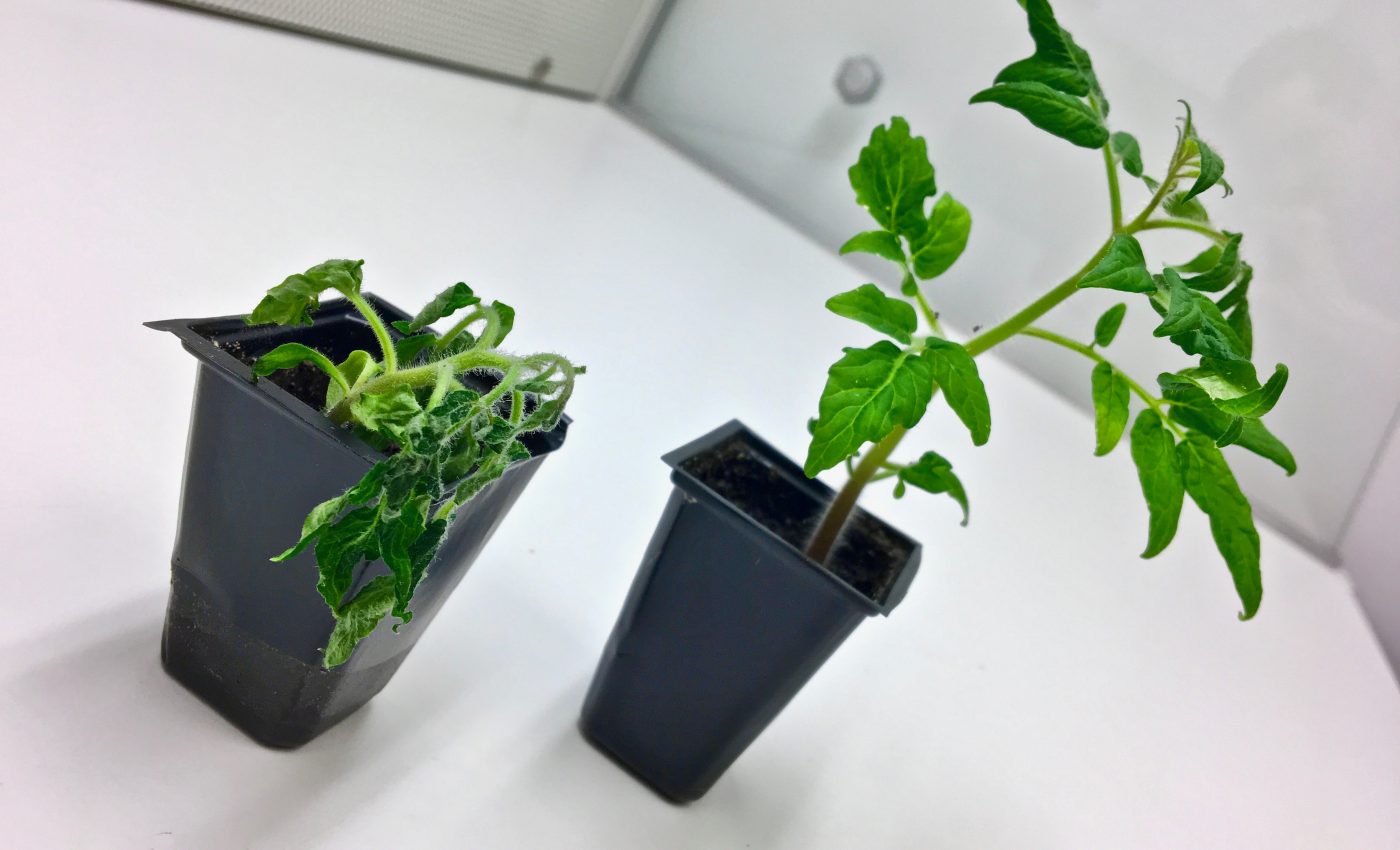 Soil microbes can increase disease resistance in plants