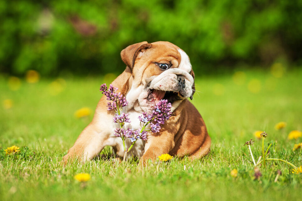 What Is Plant Blindness? How Is it Related to Climate Change?
