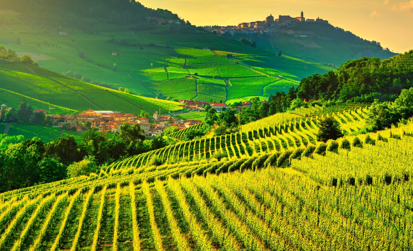 Notorious grape vine pest may soon be a problem of the past