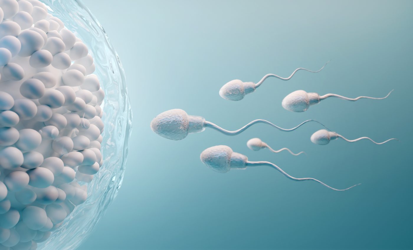 Sperm movement has been misinterpreted for 300 years