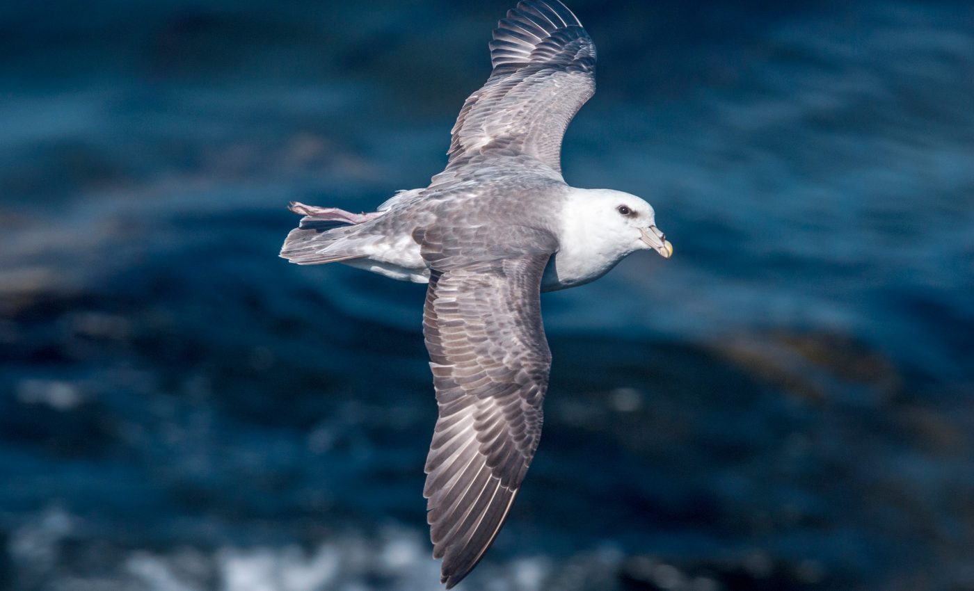 Chemicals from plastics leak into seabird stomachs over time