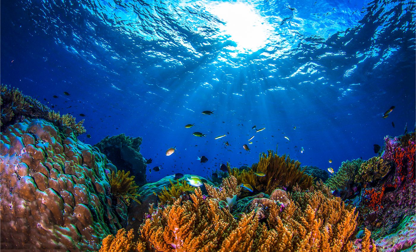 Nutrient pollution makes corals more susceptible to bleaching