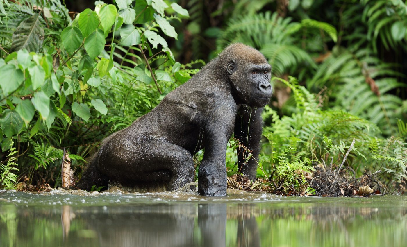 Several endangered species may be vulnerable to COVID-19