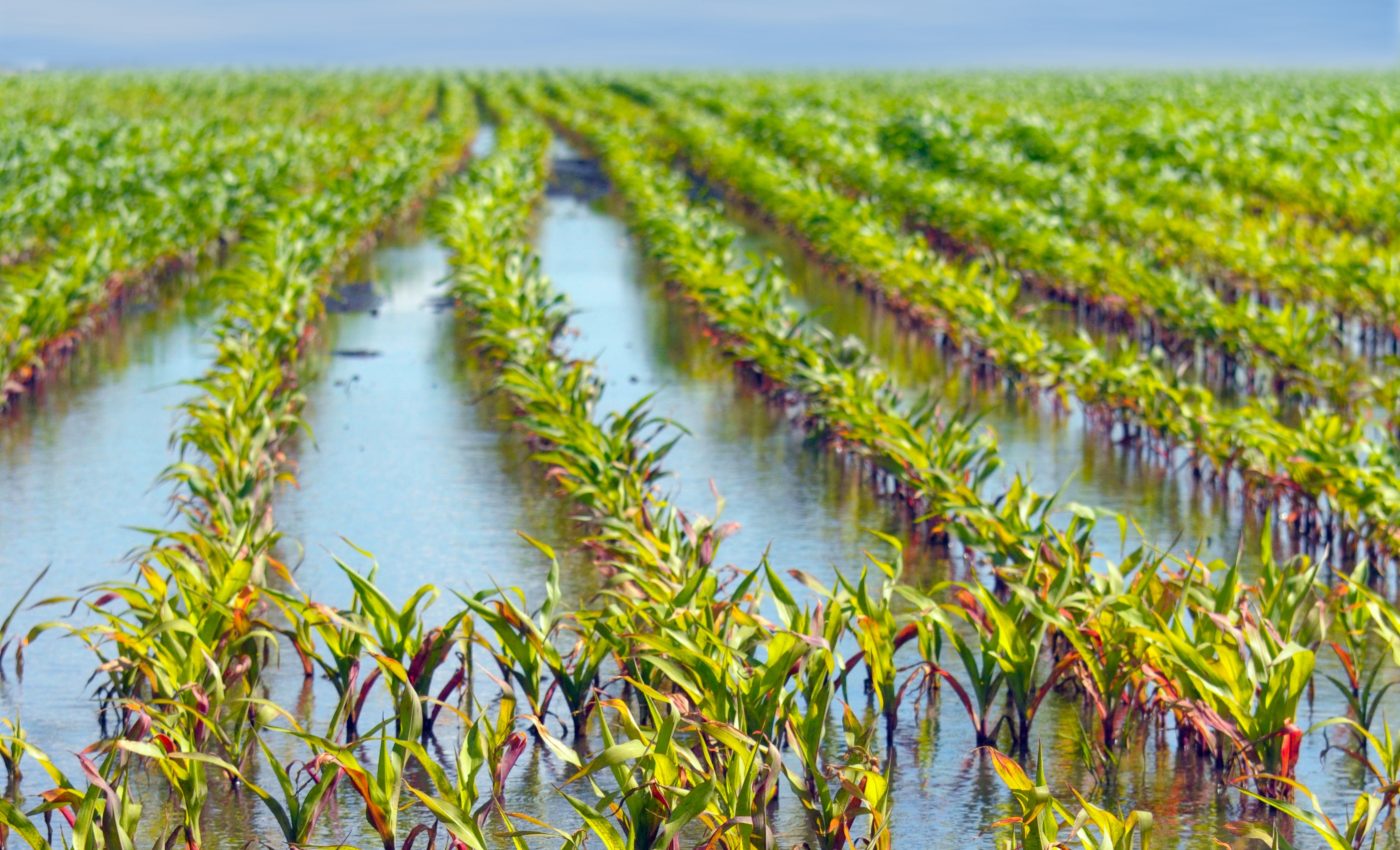 Scientists are one step closer to engineering flood-resistant crops