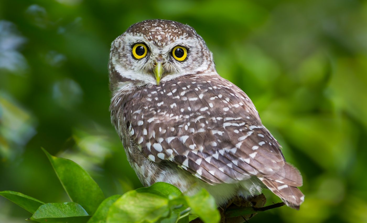 Spotted owls greatly benefit from Yosemite's fire management strategy