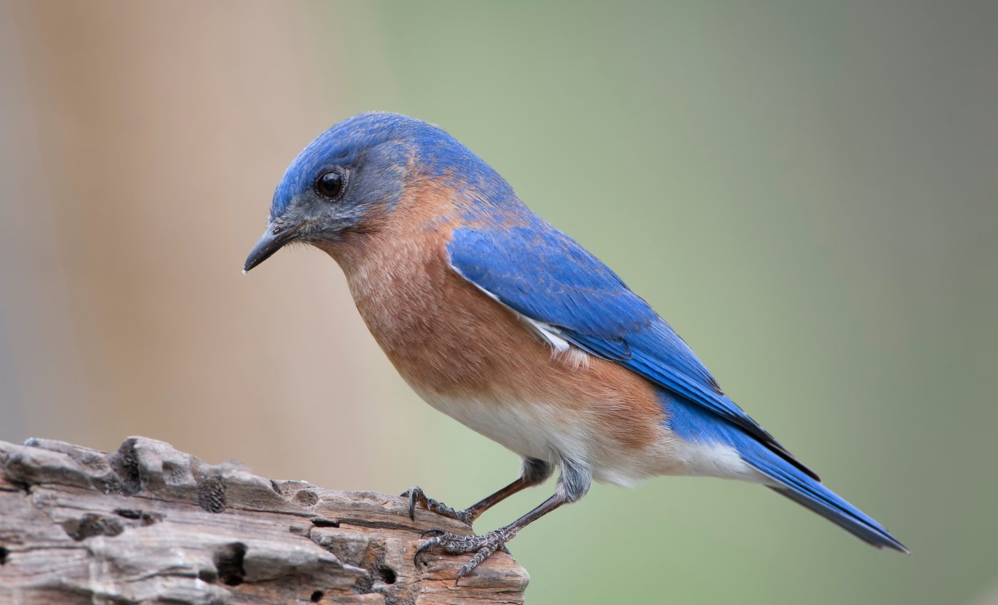 The number of dead migratory birds in the western U.S. may climb into the millions
