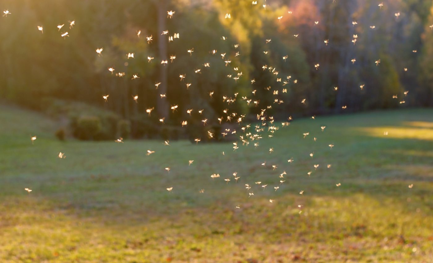 Mosquito-borne viruses can trigger a stroke