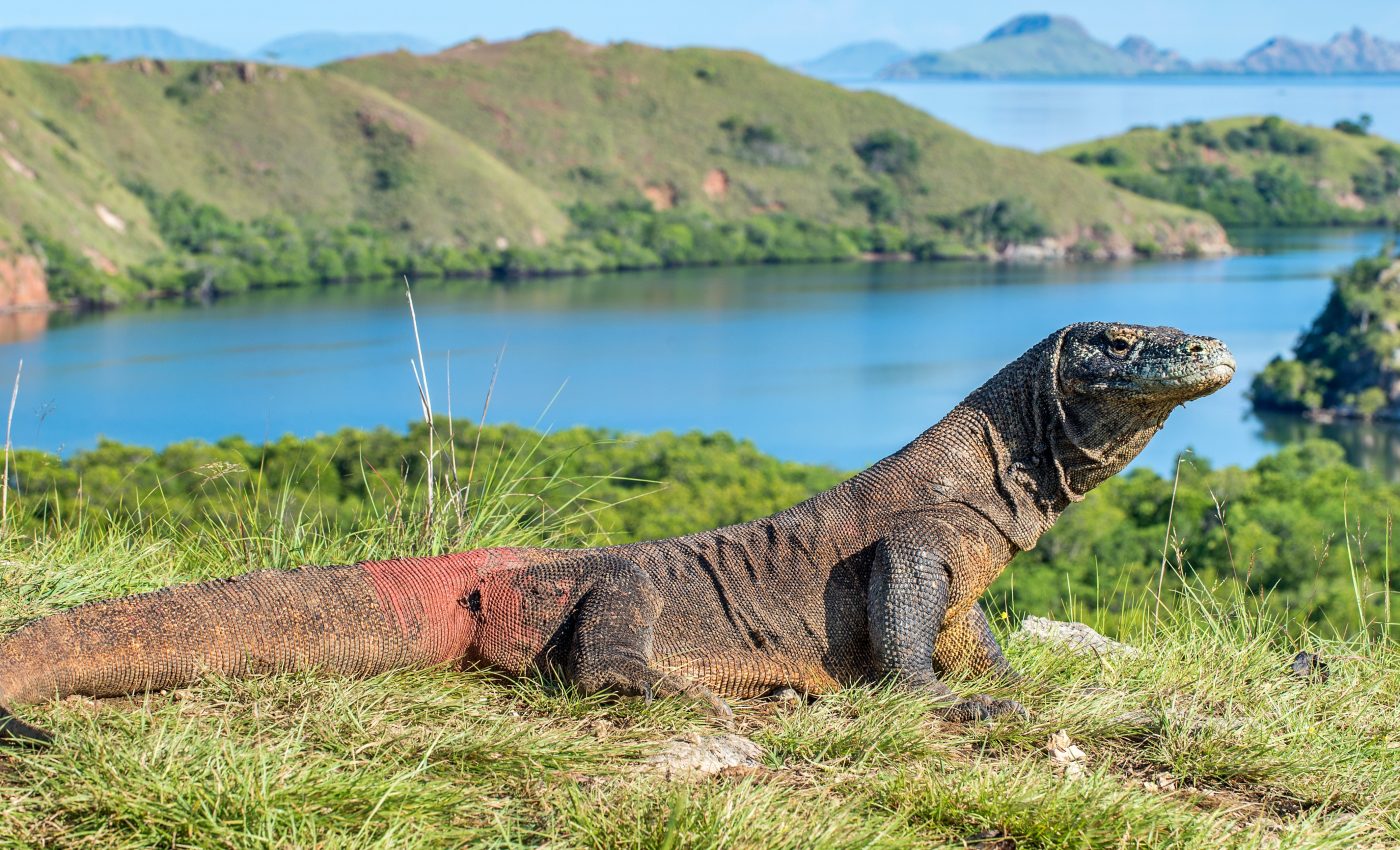 Komodo dragons are severely threatened by climate change
