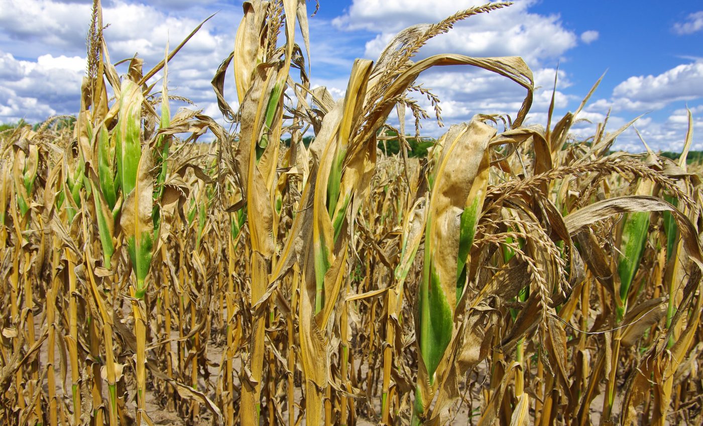 Droughts and heatwaves are coinciding more often