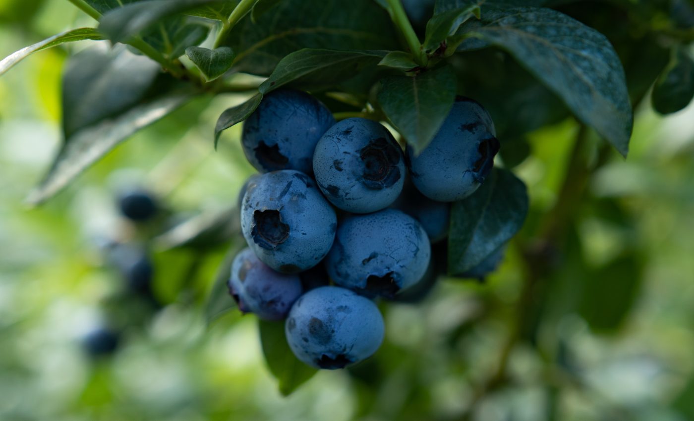Compounds found blueberries could treat inflammatory disorders