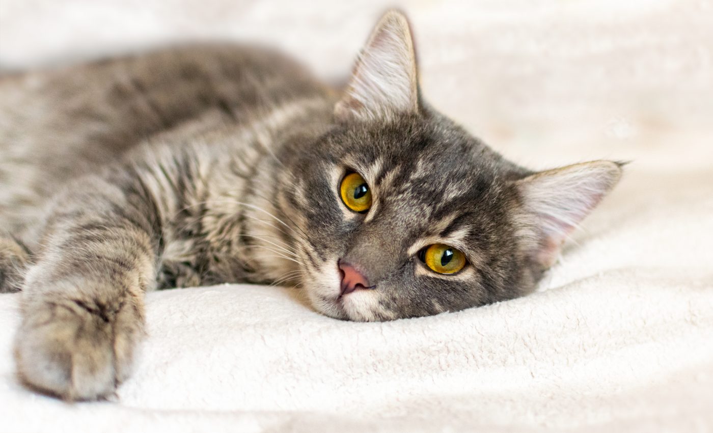 Cats can fight off COVID-19 with no symptoms of infection