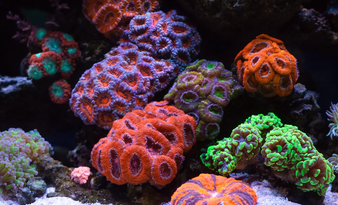 Low iron levels will make it hard for corals to endure global warming