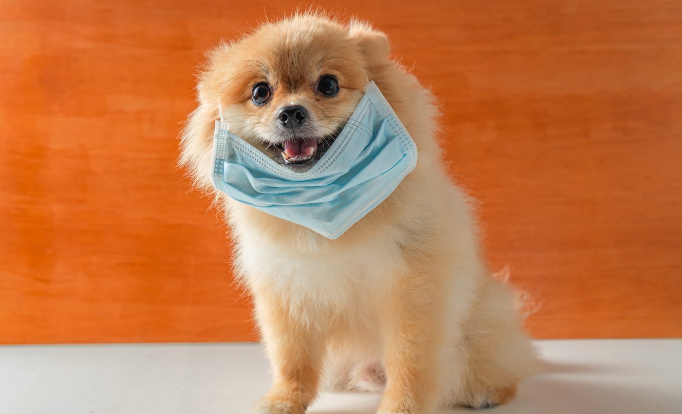 Many types of mammals could be infected by COVID-19