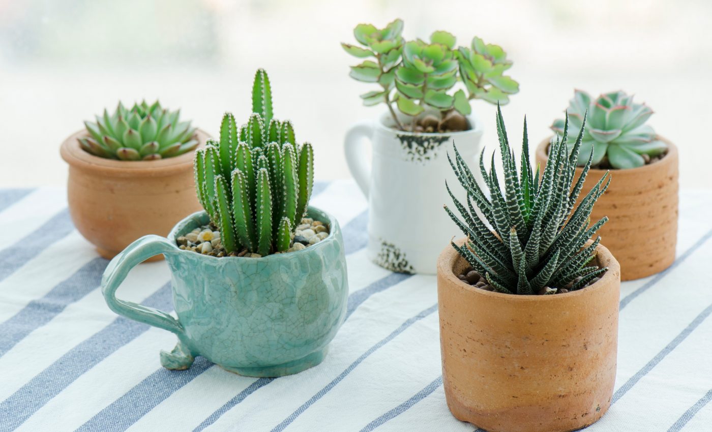 Two competing proteins determine plant shapes