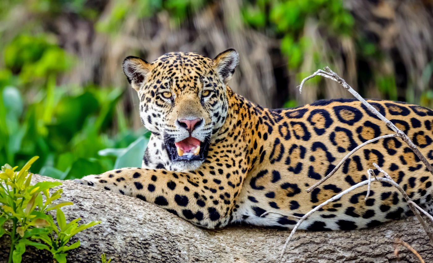 Mammal defaunation is wiping out valuable ecosystem services