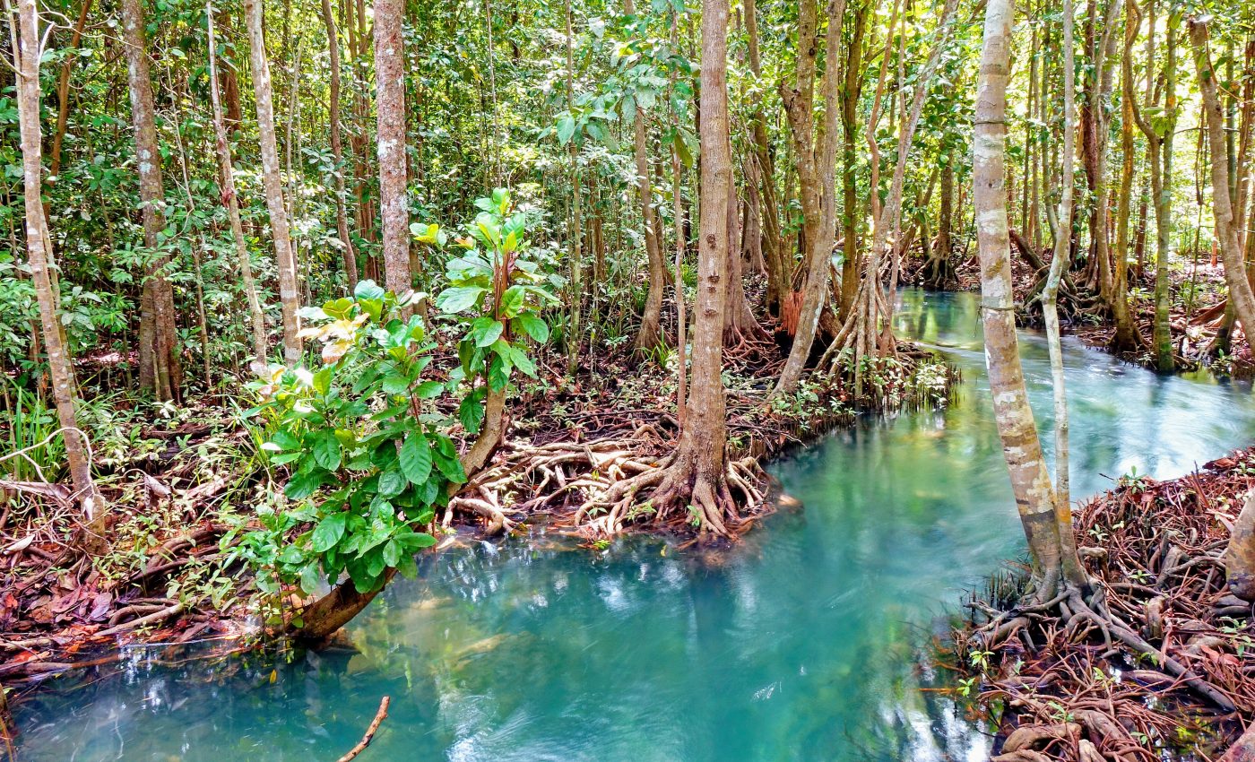 Protecting tropical peatlands could prevent future pandemics