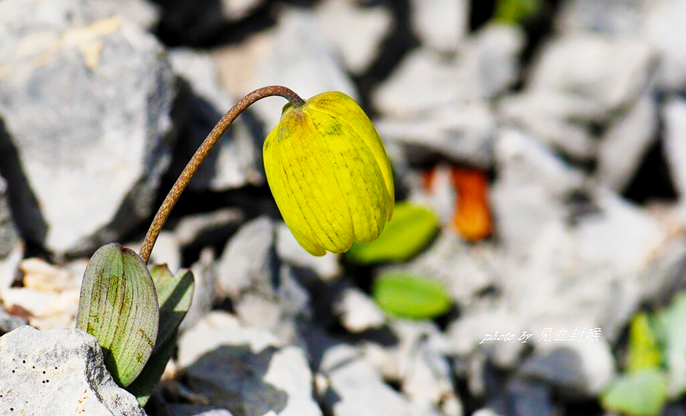 Chinese Fritillaria plants have found a way to hide from humans