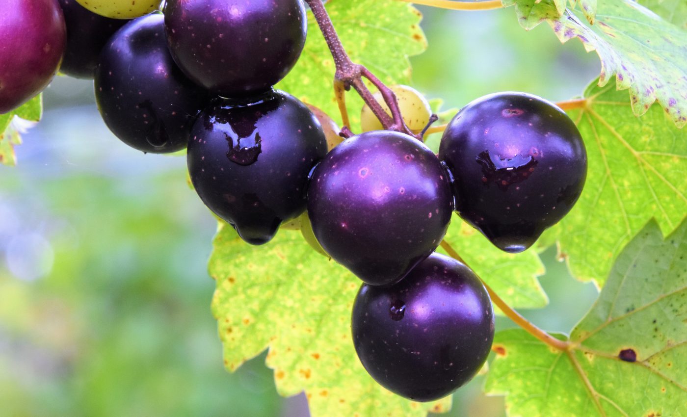 Plant compounds in muscadine grapes block coronavirus replication